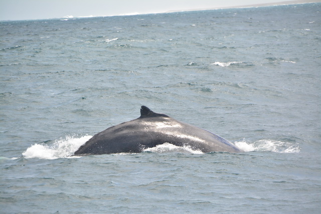 2016 04 06 Karamboa 025