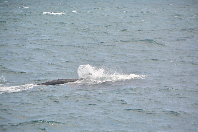 2016 04 06 Karamboa 026