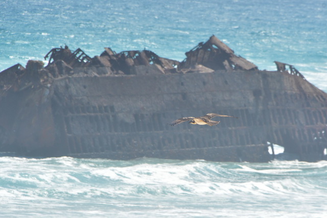 2016 04 06 Karamboa 241