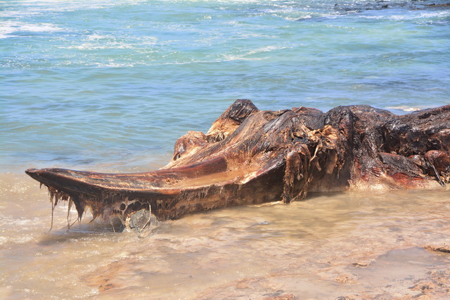 2016 04 06 Karamboa 292