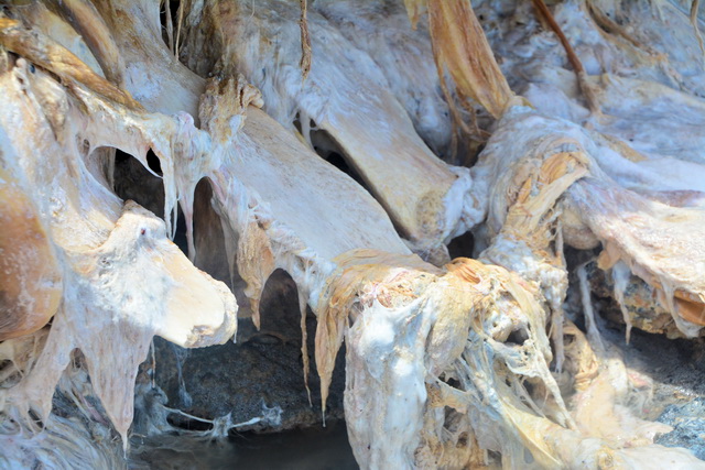 2016 04 06 Karamboa 304