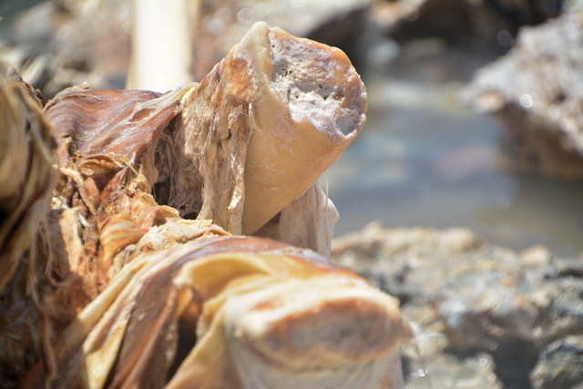 2016 04 06 Karamboa 306