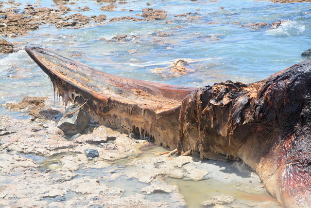 2016 04 06 Karamboa 310