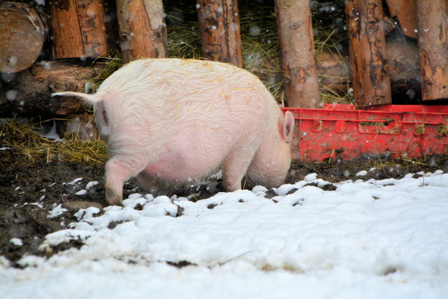 2016 03 05 Embach 023