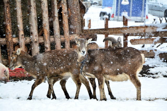 2016 03 05 Embach 025