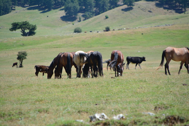 2016 06 22 SunisElita 020