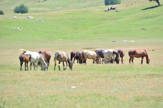 2016 06 22 SunisElita 021