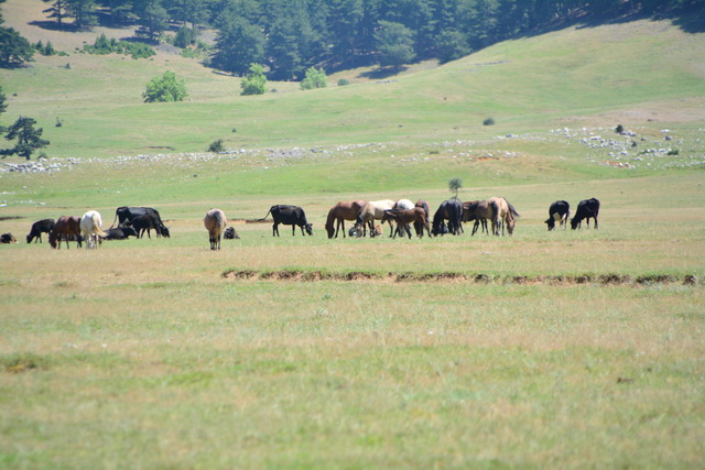 2016 06 22 SunisElita 023