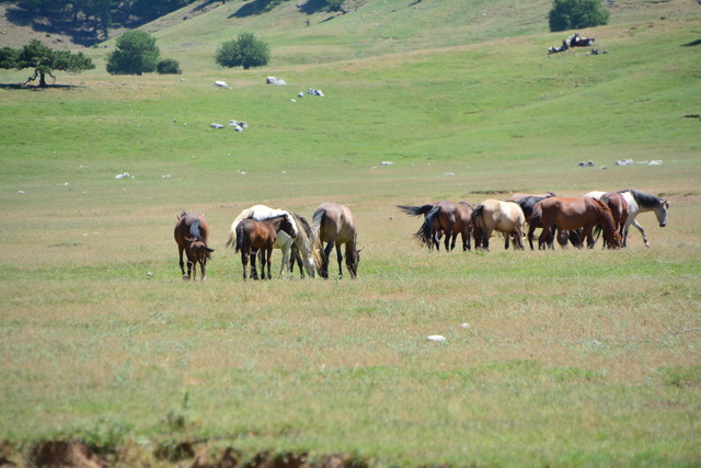 2016 06 22 SunisElita 050