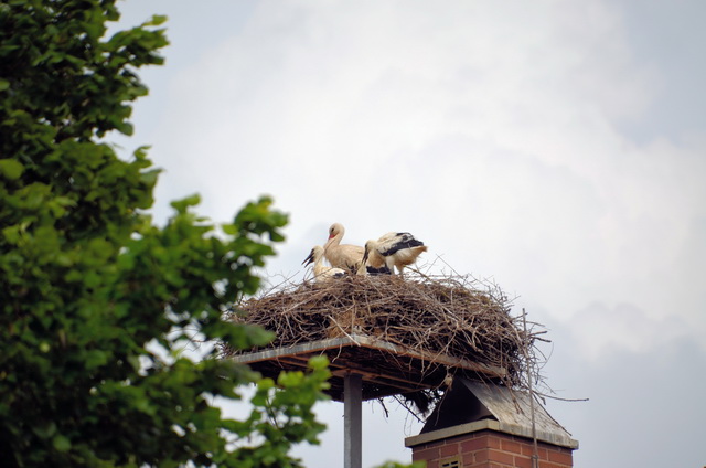 2017 06 02 Gunzenhausen 052