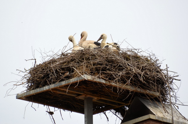 2017 06 02 Gunzenhausen 058