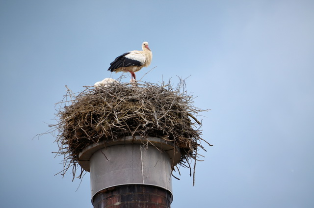 2017 06 02 Gunzenhausen 065