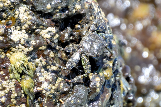 2017 04 17 Touareg 439