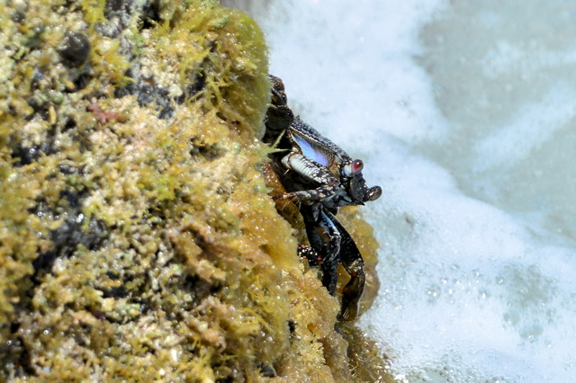 2017 04 17 Touareg 443