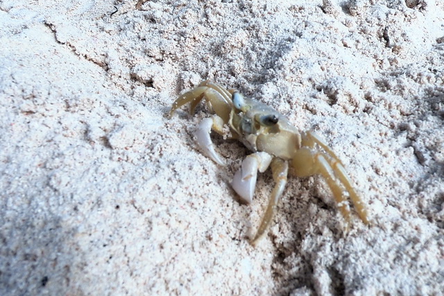 2018 11 22 Hotel Secrets Royale Beach DomRep 310