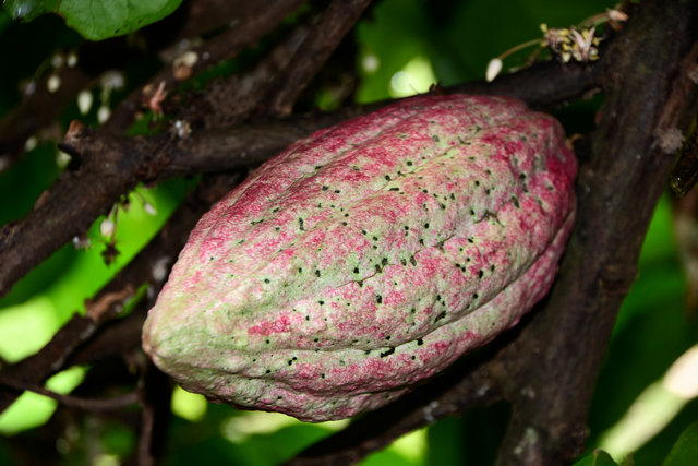 2019 11 14 ABC Insel mit AIDA Perla 311