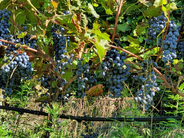 2020 10 06 Hotel Maximilian Meran 025