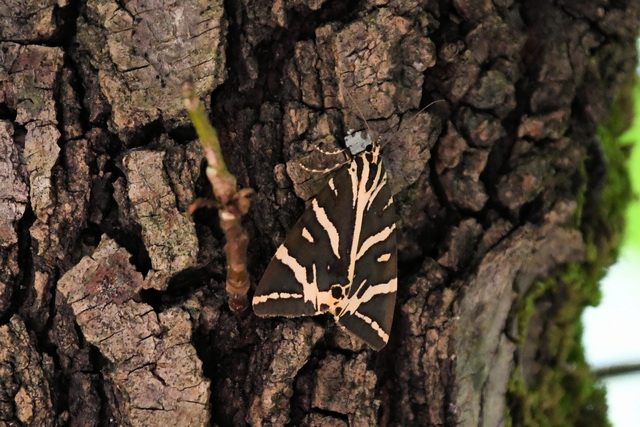 2018 06 26 Kreta Hotel Aphrodite Beach 074