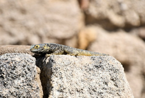 2021 05 22 Hotel Mitsis Alila Rhodos 245