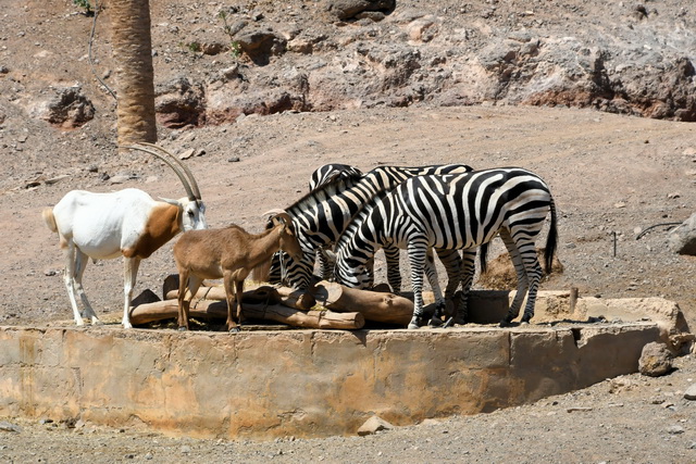 2021 08 06 Hotel Rio Calma Fuerteventura 110