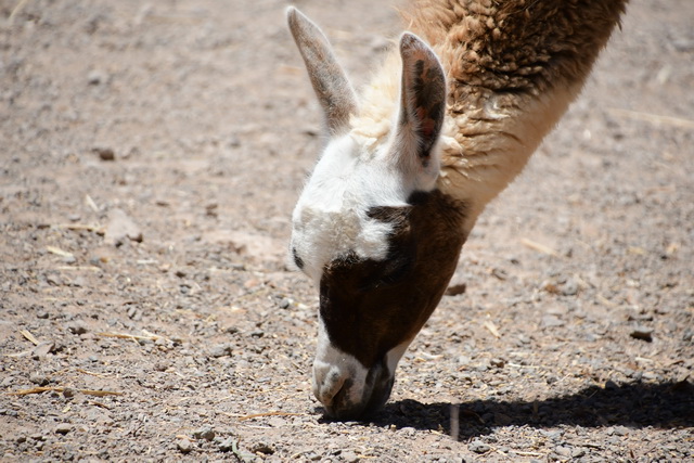2022 07 29 Hotel R2 Rio Calma Fuerteventura 096