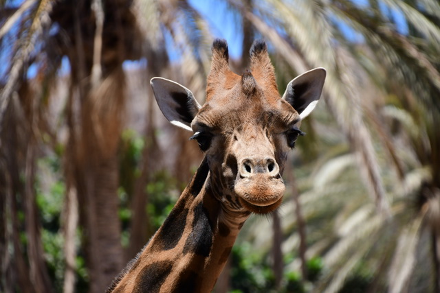 2022 07 29 Hotel R2 Rio Calma Fuerteventura 098