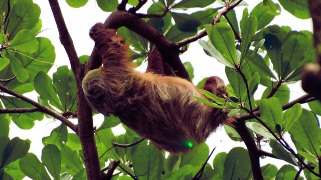 2022 11 15 Costa Rica 043