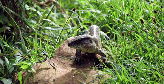 2022 11 16 Panama Embera Indianer 052