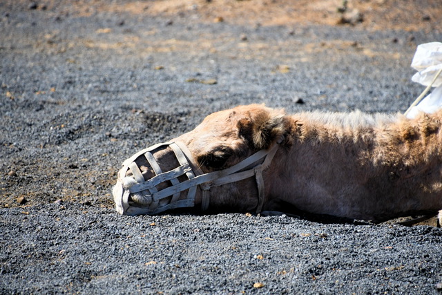 203 10 28 Lanzarote 104