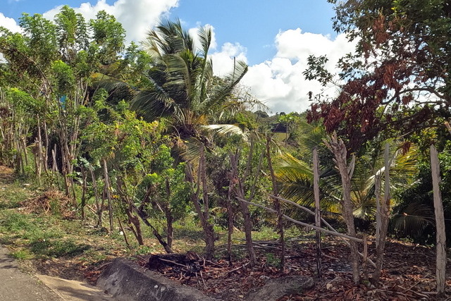 2025 04 01   Curacao   Willemstaa 062