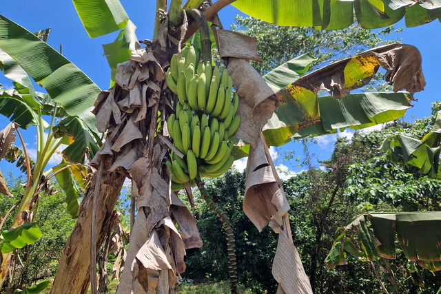 2025 04 06   DomRep   Samana 058