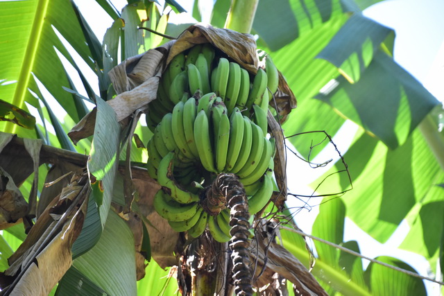 2025 04 06 DomRep Samana 087