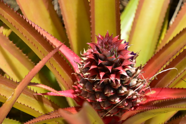 2025 04 06 DomRep Samana 149