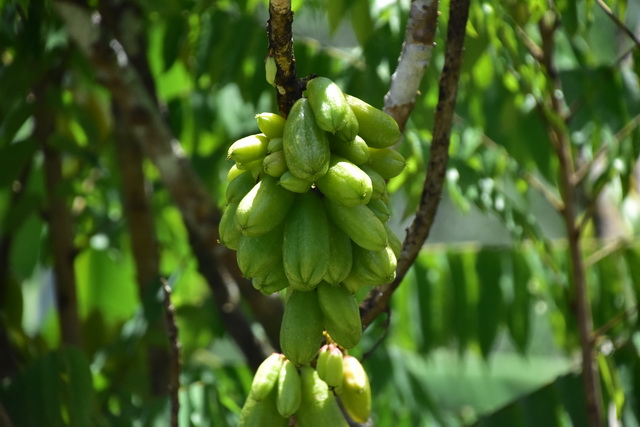 2025 04 06 DomRep Samana 149