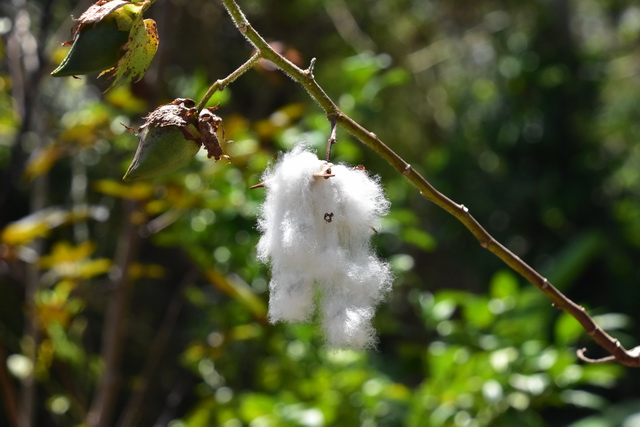 2025 04 06 DomRep Samana 154