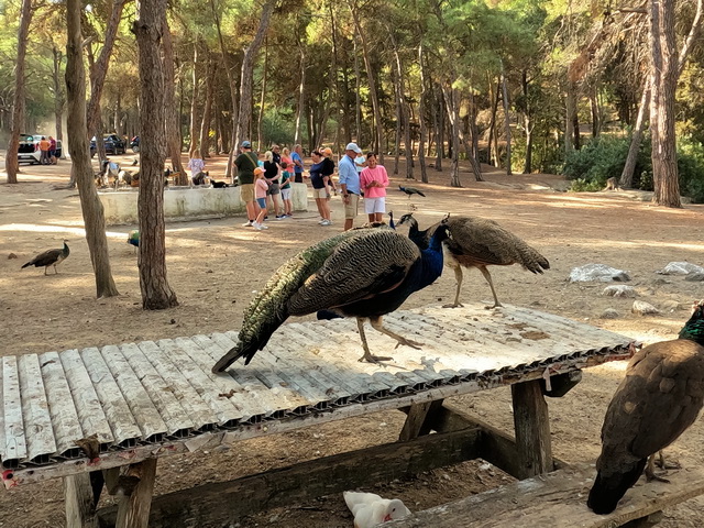 2025 10 12 Hotel Sandy Beach Kos 126