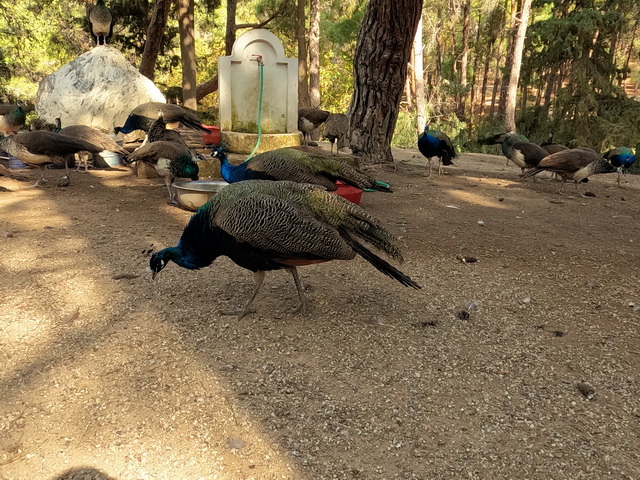 2025 10 12 Hotel Sandy Beach Kos 179