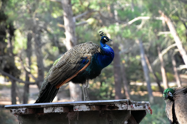 2025 10 12 Hotel Sandy Beach Kos 185