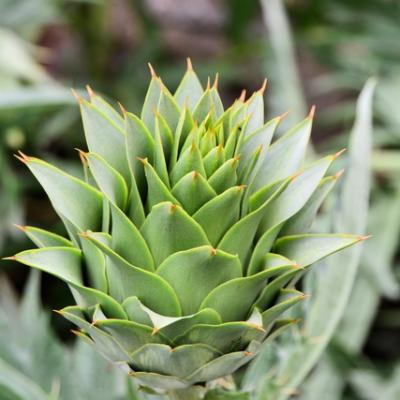 2011 15 Cactus Royal Kreta 071