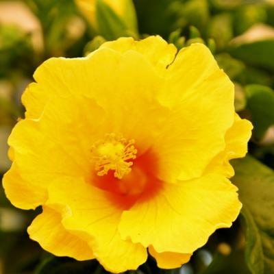 2017 05 16 Hybiskus 002