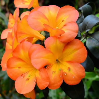 2019 03 03 Aida Asien 162