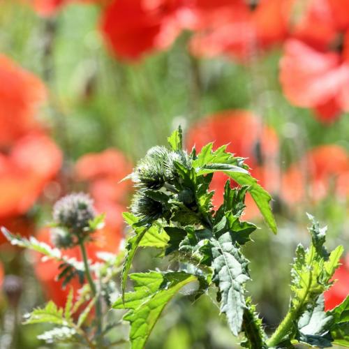 2021 04 24 Foto Exkursion 042