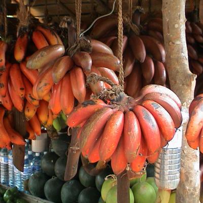 2002 15 Sri Lanka 306