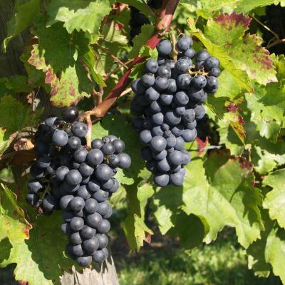 2008 08 Ingelheim 2193