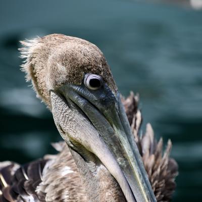 2019 11 14 Abc Insel Mit Aida Perla 044