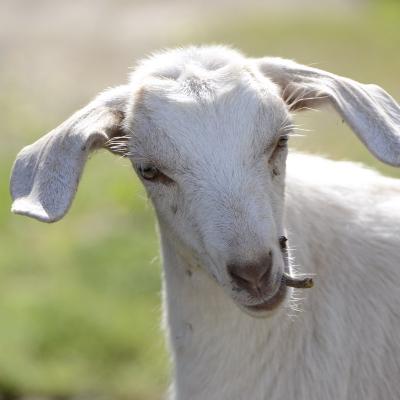 Tiere